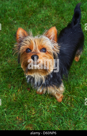 Un caniche à la recherche au niveau d'une caméra Banque D'Images