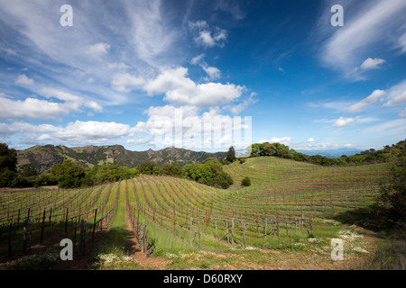 Un vignoble sur les collines dans l'appellation d'amas de Sonoma Wine Country au printemps près de Healdsburg, CA. Banque D'Images