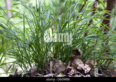 Quaking grass-buttes Banque D'Images