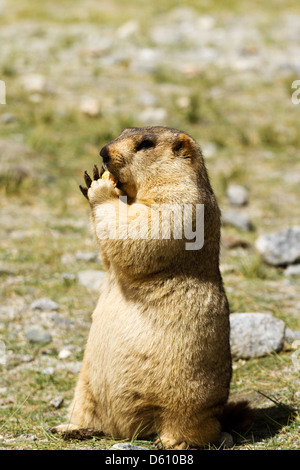 Marmotte de drôle avec bisquit sur le pré (Ladakh, Inde) Banque D'Images