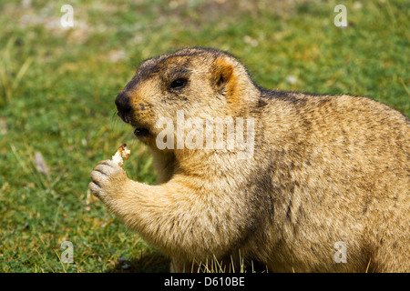 Marmotte de drôle avec bisquit sur le pré (Ladakh, Inde) Banque D'Images