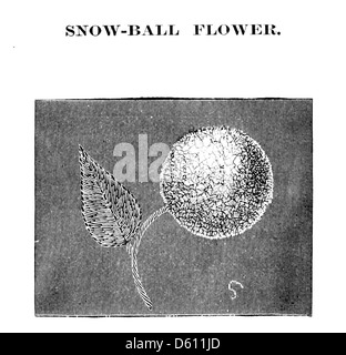 Une illustration tirée de 'A Lady's Book on Art broidery in Silk' (1886), montrant une gravure détaillée d'un motif de fleur de boule de neige. Cette image met en évidence le travail de conception complexe impliqué dans la broderie de soie. Banque D'Images