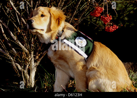 Chiot golden retriever dog 'entretien' dans la formation Banque D'Images