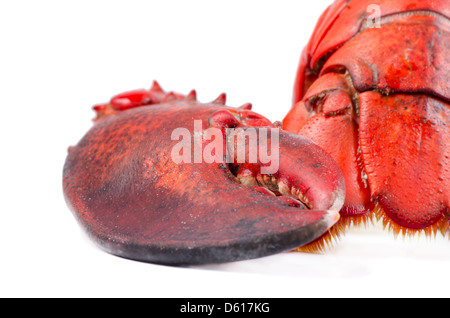 Claw et queue de homard Banque D'Images