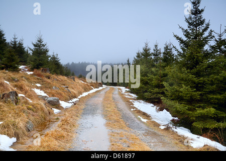 Route dans la forêt de conifères en hiver Banque D'Images