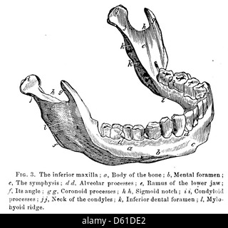 Un manuel d'instruction de 1868 sur l'extraction des dents, axé sur le processus d'extraction des dents humaines de la mâchoire, détaillant la procédure et les outils utilisés en dentisterie du XIXe siècle. Banque D'Images