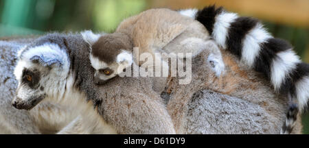 L'un des cinq semaines de jumeaux lemur grimpe sur sa mère 'Cleo' au zoo de Braunschweig, Allemagne, 16 avril 2012. Trois lémuriens à queue anneau bébé y sont nés dans les dernières semaines. Les lémuriens vivent dans les régions sèches du sud-ouest de Madagascar. Photo : HOLGER HOLLEMANN Banque D'Images