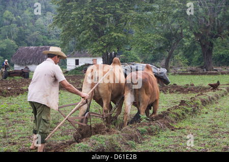 La cordillère de Guaniguanico : agriculteur laboure avec des boeufs à pied de mogote Banque D'Images