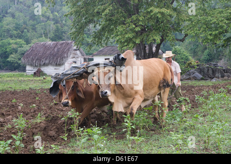 La cordillère de Guaniguanico : agriculteur laboure avec des boeufs à pied de mogote Banque D'Images