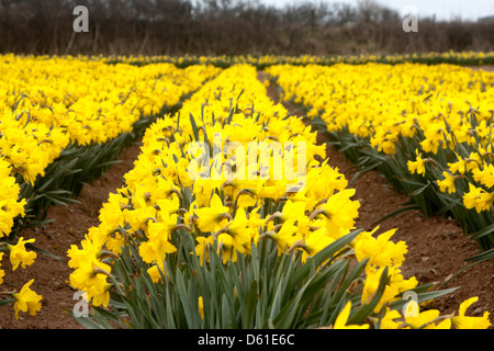 Rangées de jonquilles jaune dans un champ de la Jonquille Cornish à Tregantle à Cornwall, England, UK Banque D'Images