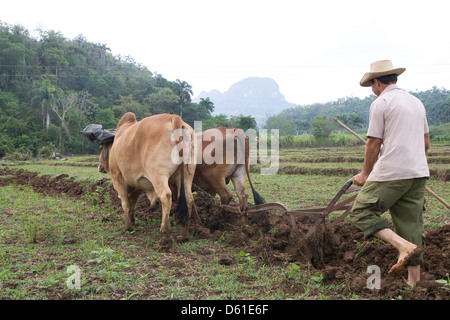 La cordillère de Guaniguanico : agriculteur laboure avec des boeufs à pied de mogote Banque D'Images