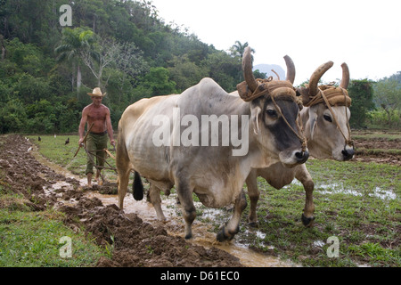 La cordillère de Guaniguanico : agriculteur laboure avec des boeufs à pied de mogote Banque D'Images