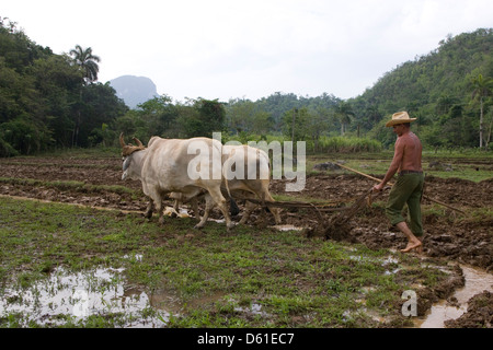 La cordillère de Guaniguanico : agriculteur laboure avec des boeufs à pied de mogote Banque D'Images