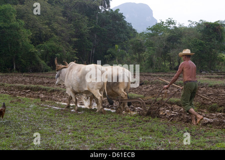 La cordillère de Guaniguanico : agriculteur laboure avec des boeufs à pied de mogote Banque D'Images