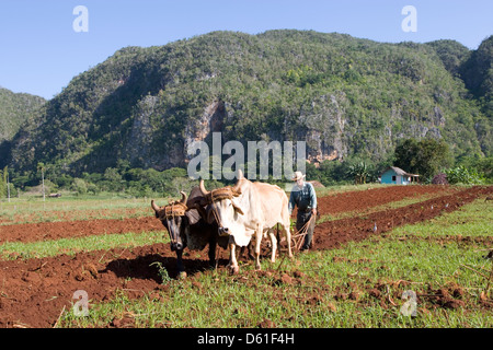 La cordillère de Guaniguanico : agriculteur laboure avec des boeufs à pied de mogote Banque D'Images