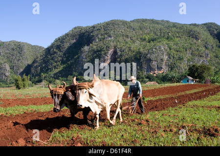 La cordillère de Guaniguanico : agriculteur laboure avec des boeufs à pied de mogote Banque D'Images