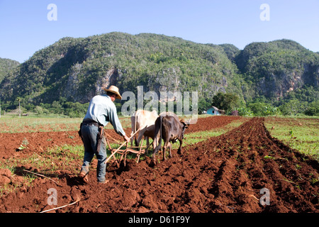 La cordillère de Guaniguanico : agriculteur laboure avec des boeufs à pied de mogote Banque D'Images