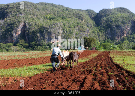 La cordillère de Guaniguanico : agriculteur laboure avec des boeufs à pied de mogote Banque D'Images