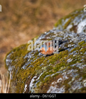 Chaffinch homme perché sur rock couverts de mousse Banque D'Images