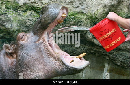 (Dossier) une archive photo datée du 26 juin 2007 montre l'hippo Rosl recevant un rince-bouche d'un gardien à Zoom Erlebniswelt à Gelsenkirchen, Allemagne. L'hippo est décédé le mardi 24 avril 2012 âgé de 53 ans à Zoom Erlebniswelt. Les hippopotames vivent normalement de 30 à 40 ans dans la nature. Photo : Fredrik von Erichsen Banque D'Images