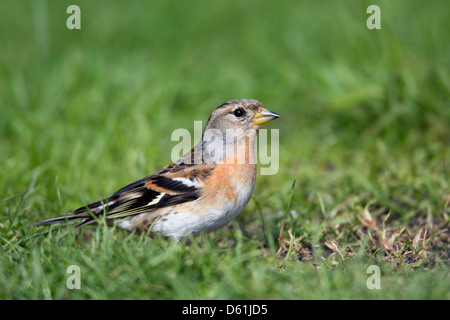 Pinson du Nord, Fringilla montifringilla ; femmes ; Cornwall, UK Banque D'Images