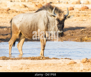 Le Gnou bleu (Connochaetes taurinus) boire à un trou d'eau sur le bord du Kalahari Banque D'Images