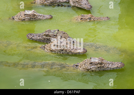 La péninsule de Zapata : Boca de Guama / ferme des crocodiles juvéniles entassés ensemble Banque D'Images
