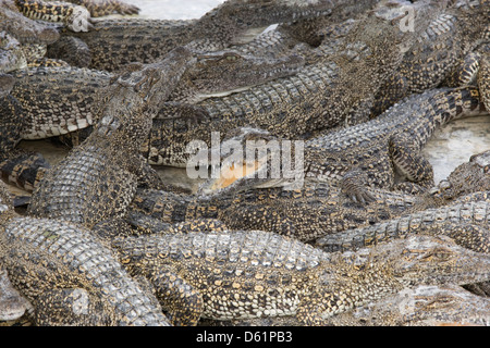La péninsule de Zapata : Boca de Guama / ferme des crocodiles juvéniles entassés ensemble Banque D'Images