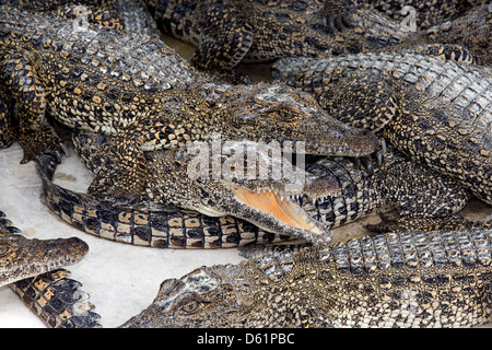 La péninsule de Zapata : Boca de Guama / ferme des crocodiles juvéniles entassés ensemble Banque D'Images