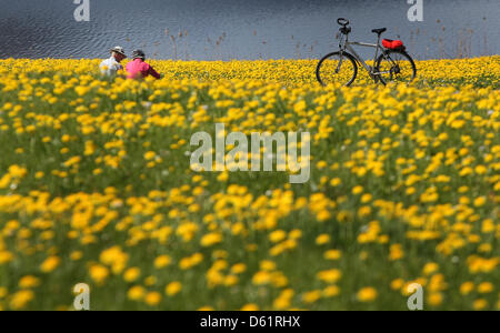 Les excursionnistes profitez d'un repos sur un alpage avec des pissenlits en fleurs près du lac Attlesee dans la région d'Allgaeu près de Nesselwang, Allemagne, 30 avril 2012. Photo : Karl-Josef Opim Banque D'Images