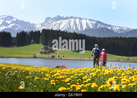 Au-delà d'un cycle d'excursionnistes alpage avec pissenlits en fleurs près du lac Attlesee dans la région d'Allgaeu près de Nesselwang, Allemagne, 30 avril 2012. Photo : Karl-Josef Opim Banque D'Images