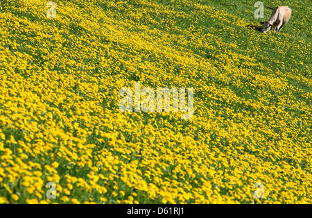 Une vache broute sur un alpage avec des pissenlits en fleurs près du lac Attlesee dans la région d'Allgaeu près de Nesselwang, Allemagne, 30 avril 2012. Photo : Karl-Josef Opim Banque D'Images