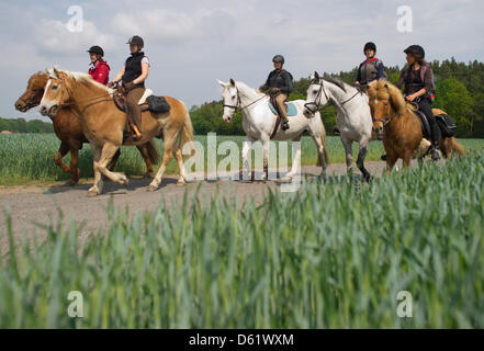 Cinq femmes montent leurs chevaux le long d'un chemin près de Neubrueck, Allemagne, 03 mai 2012. Ces cinq coureurs de tester un 130 km-long sentier rando cheval à travers la forêt 48. Groupe local Pays de l'e.V. organise le développement rural intégré de la région, l'un de ses projets en cours de l'randonnées. Photo : Patrick Pleul Banque D'Images