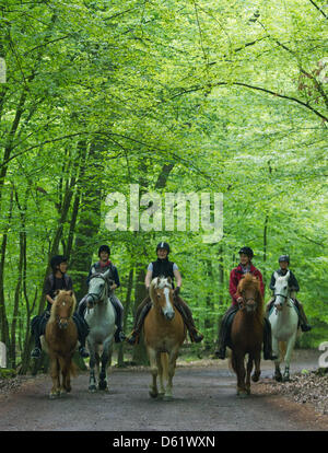 Cinq femmes montent leurs chevaux le long d'un chemin près de Neubrueck, Allemagne, 03 mai 2012. Ces cinq coureurs de tester un 130 km-long sentier rando cheval à travers la forêt 48. Groupe local Pays de l'e.V. organise le développement rural intégré de la région, l'un de ses projets en cours de l'randonnées. Photo : Patrick Pleul Banque D'Images