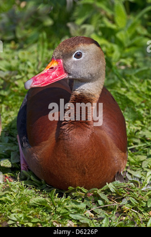 À bec rouge ou noir-bellied whistling duck- Banque D'Images