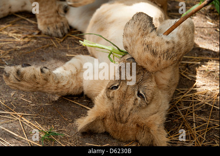 Jeune lion cub jouant sur le terrain. Parc de l'antilope, le Zimbabwe, l'Afrique. Banque D'Images