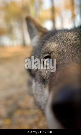 Fichier - une archive photo datée du 09 novembre 2011 montre les loups à l'enceinte de la faune dans la région de Moritzburg, Allemagne. Photo : Martin Foerster Banque D'Images