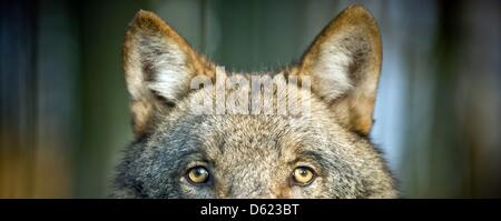 Fichier - une archive photo datée du 09 novembre 2011 montre les loups à l'enceinte de la faune dans la région de Moritzburg, Allemagne. Photo : Martin Foerster Banque D'Images