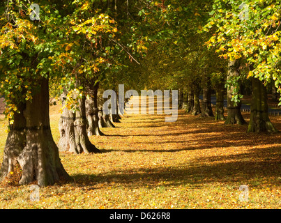 À l'automne Chêne Avenue au Clumber dans Nottinghamshire UK Banque D'Images