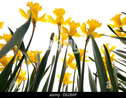 Les jonquilles à Newstead Abbey, Nottinghamshire England UK Banque D'Images