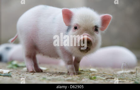 Porcelets porcs miniatures pour renifler quelque chose à manger dans leur enceinte au zoo de Hanovre, Allemagne, le 15 mai 2012. Dix mini cochons, huit femelles et deux mâles, nés le 06 avril à Mère Marianne de porcs. Les porcs sont de petites Mini porcs domestiques qui poussent à être de 50 centimètres de hauteur et 100 cm de long. Photo : JOCHEN LUEBKE Banque D'Images