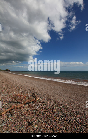 Driftwood sur une plage de galets de Budleigh Salterton, Devon en été. Banque D'Images