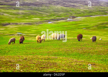 Troupeau de moutons paissant sur un champ dans la campagne de Iasi, Roumanie. Banque D'Images