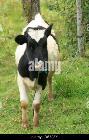 Un veau Holstein debout dans l'herbe dans un champ les agriculteurs à Cotacachi (Équateur) Banque D'Images
