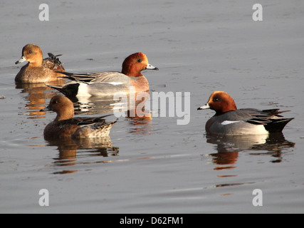 Groupe de canards d'Eurasie (Anas penelope) dans un cadre hivernal Banque D'Images