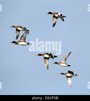 Groupe de wigeons eurasiens (mareca penelope) en vol Banque D'Images