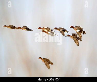 Groupe de canards d'Eurasie (Anas penelope) en vol Banque D'Images