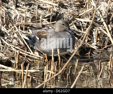 Portrait détaillé d'un mâle canard chipeau (Anas strepera) posant sur terre Banque D'Images