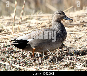 Portrait détaillé d'un mâle canard chipeau (Anas strepera) posant sur terre Banque D'Images