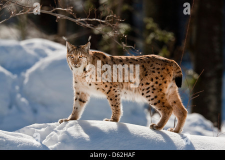 Portrait de Lynx Boréal (Lynx lynx) Promenade à pied dans la neige profonde. Germany, Bavaria, parc national Bayerischer Wald. Banque D'Images